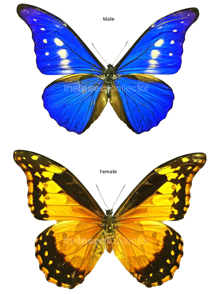 Morpho rhetenor helena X Morpho rhetenor